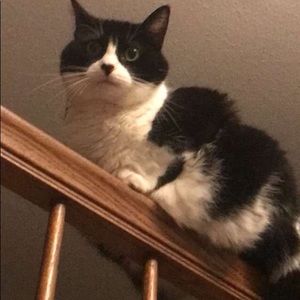 Meet your Posher, Molly